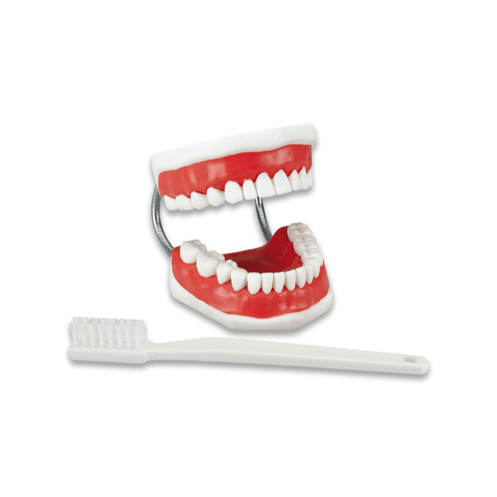 TYPODONT BRUSH-N-FLOSS 